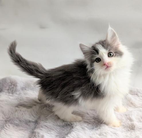 ノルウェージャンフォレストキャット