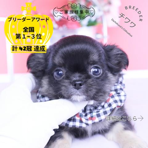 チワワ　ロング