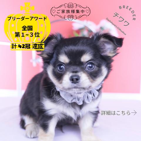 チワワ　ロング