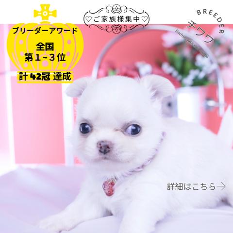 チワワ　ロング