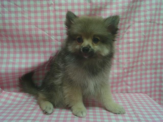 ポメラニアン