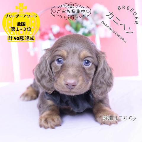 カニヘンダックスフンド ロング