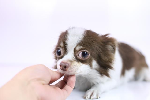 チワワ（ロングコート）