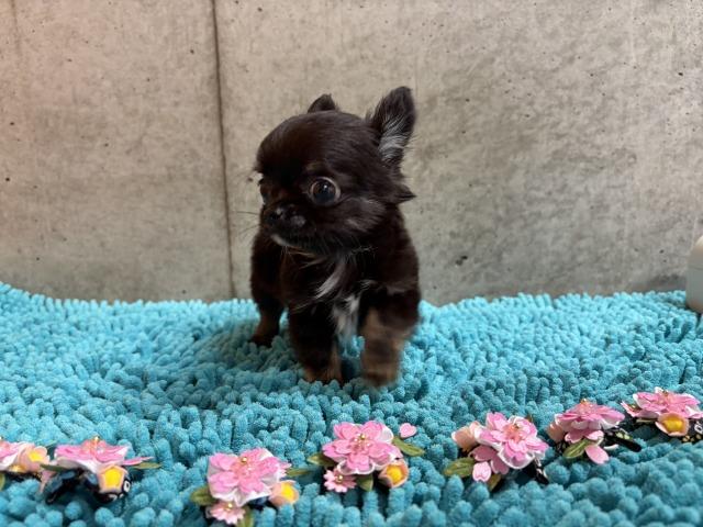 チワワ（ロングコート）