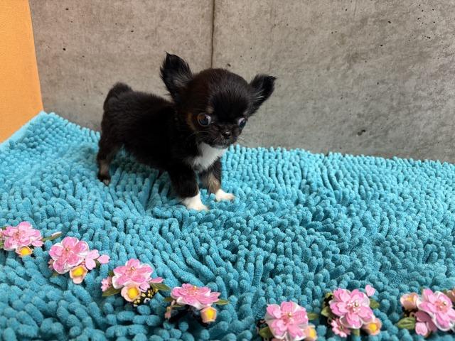 チワワ（ロングコート）