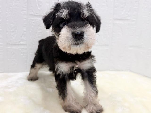 ミニチュアシュナウザー