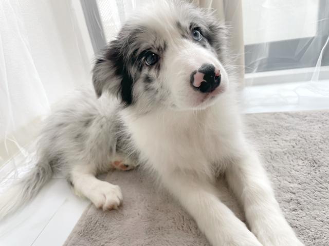 ボーダーコリー