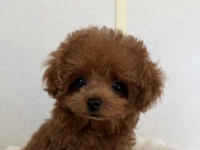 トイプードル（ティーカップ）