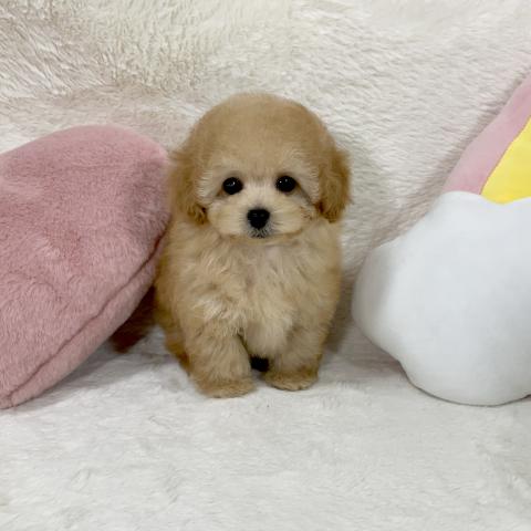 トイプードル(タイニーサイズ)