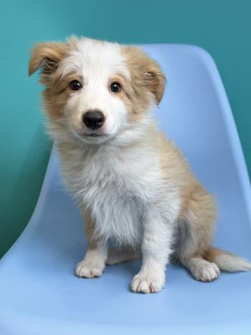 ボーダーコリー0099