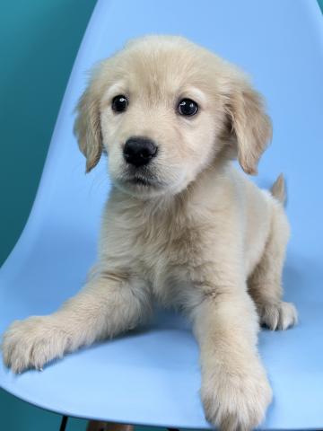 ゴールデンレトリーバー0474