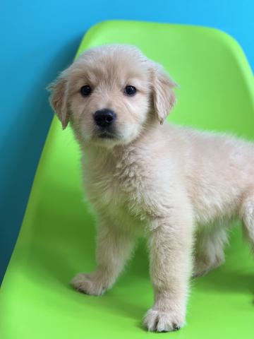 ゴールデンレトリーバー8909