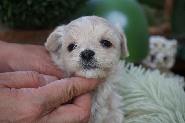 MIXマルプー3月2日生まれ