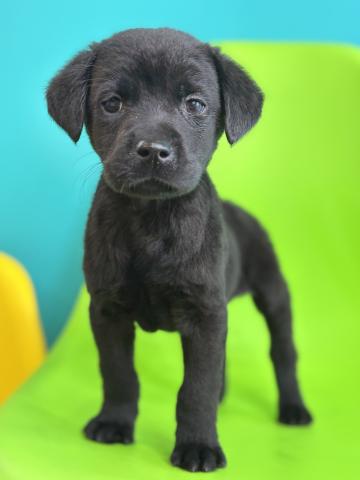 ラブラドールレトリーバー1302