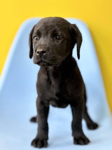 ラブラドールレトリーバー2567