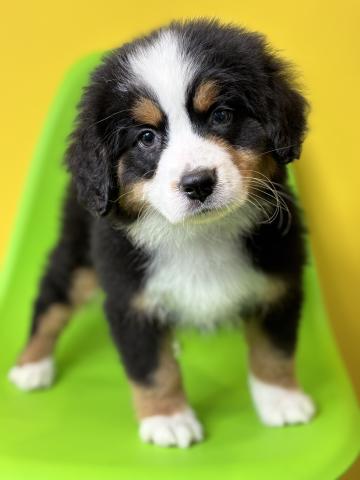 バーニーズマウンテンドッグ0630