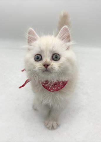 スコティッシュフォールド