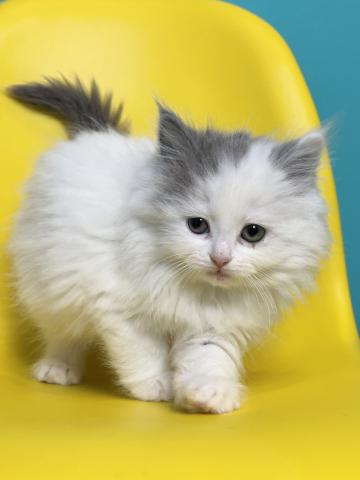 サイベリアン4286