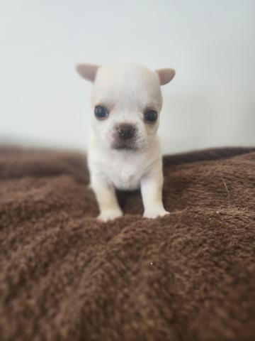 チワワ（スムースコート）