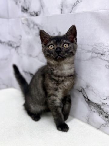 ミヌエット（旧ナポレオン）【4/2お写真、動画更新！】トラ柄が綺麗なブラックのねこちゃん！