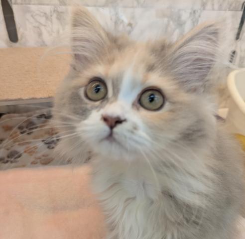 アメリカンカール