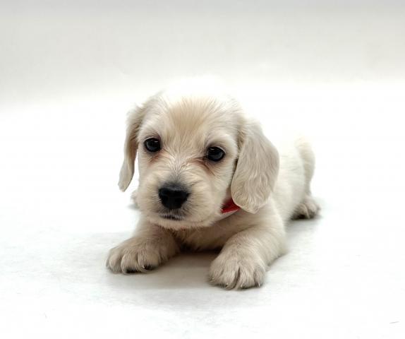 ミニチュアダックスフンド