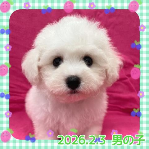 ビションフリーゼ