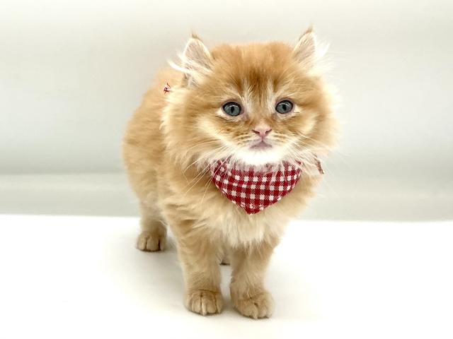 アメリカンカール