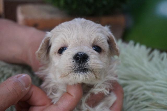 MIXマルプー3月2日生まれ