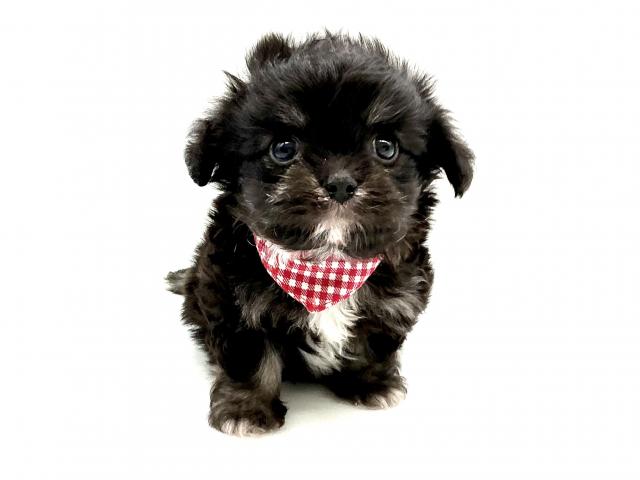 MIXマルチーズxポメラニアン