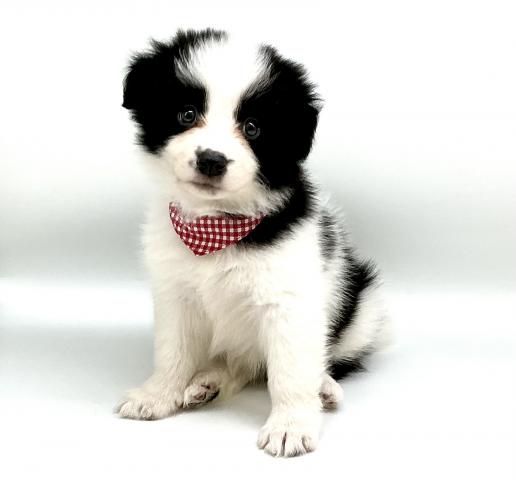 ボーダーコリー