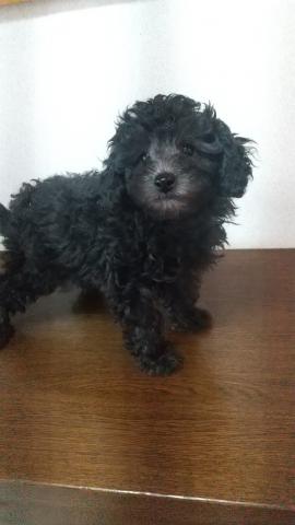トイプードルシルバーの女の子。お安くなっています。