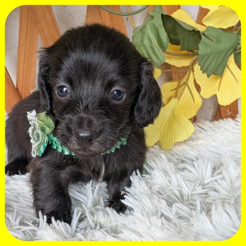 カニンヘンダックスフンド