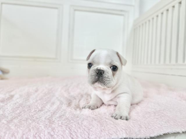 フレンチブルドッグ