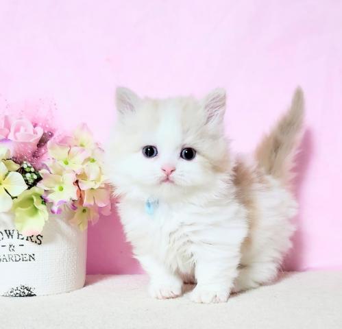 ミヌエット（旧ナポレオン）