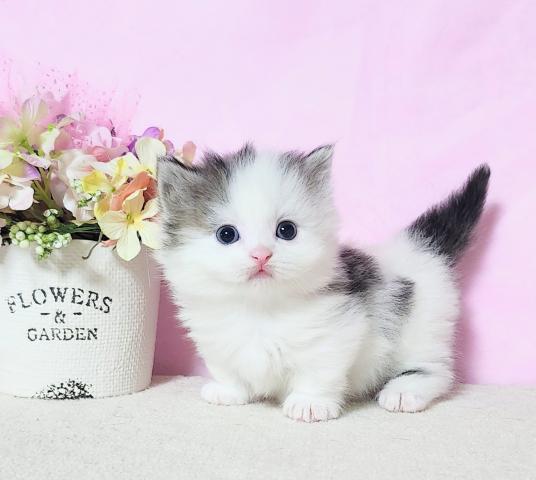 ミヌエット（旧ナポレオン）