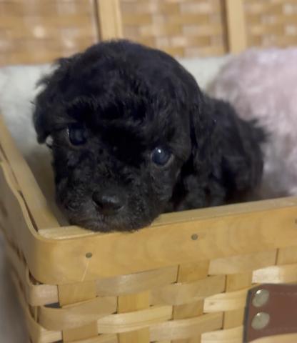 トイプードルタイニープードル