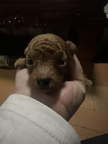 タイニープードル