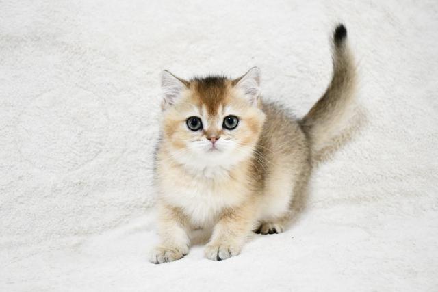 ブリティッシュショートヘア