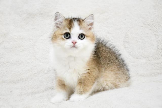 ブリティッシュショートヘア