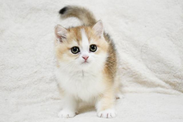 ブリティッシュショートヘア