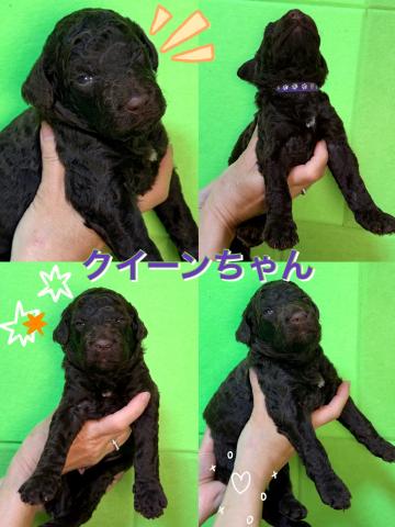 MIXラブラドゥードル