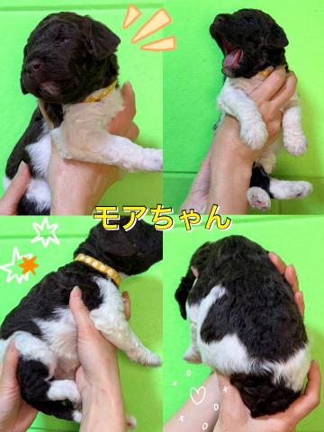 MIXラブラドゥードル