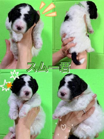 MIXラブラドゥードル