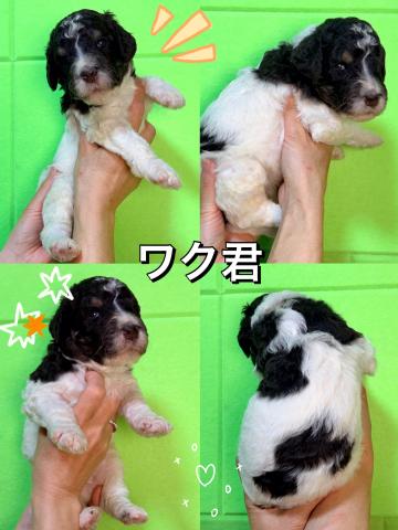 MIXラブラドゥードル