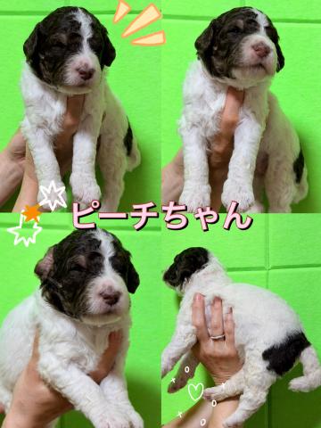 MIXラブラドゥードル