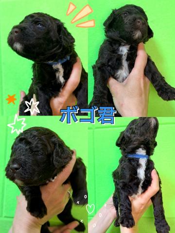 MIXラブラドゥードル