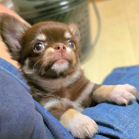 チワワ（ロングコート）