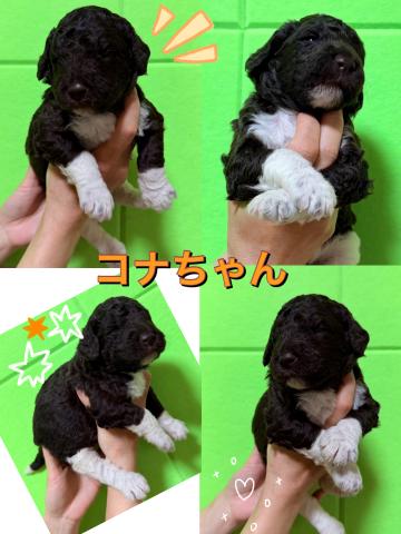 MIXラブラドゥードル