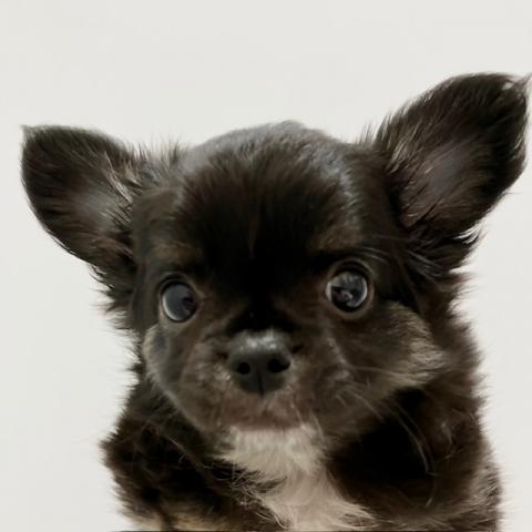 チワワ（ロングコート）